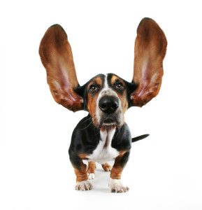 dog-big-ears